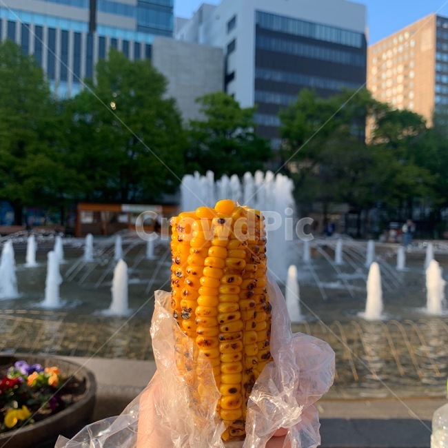 water,물,fountain,분수,옥수수,corn,food,음식,음식,식재료,요리,food,cook,meal,dishes,food reserves