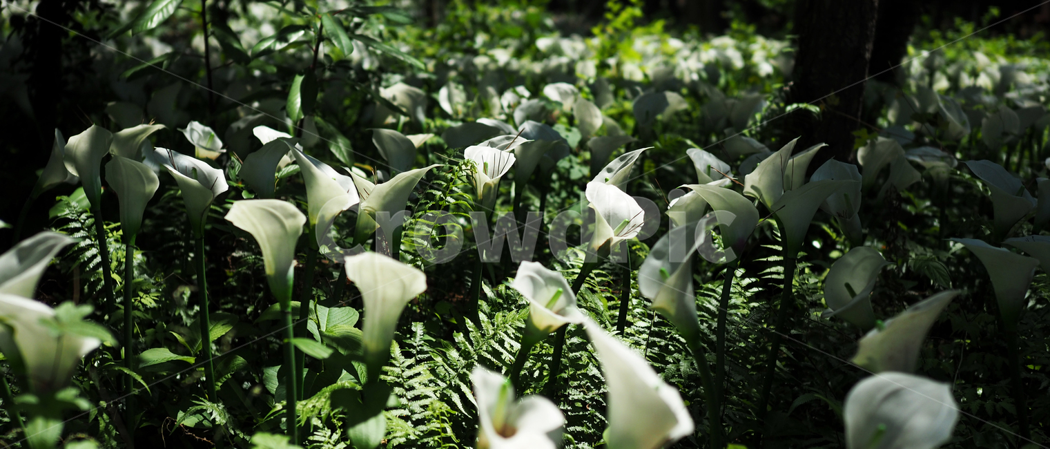 봄,하얀,풀잎,초록색,spring,buds,leaves,green,warm,여유,휴식,풍경,시선,yellow,rest,정원,garden,식물,자연,plants,nature,꽃,flower