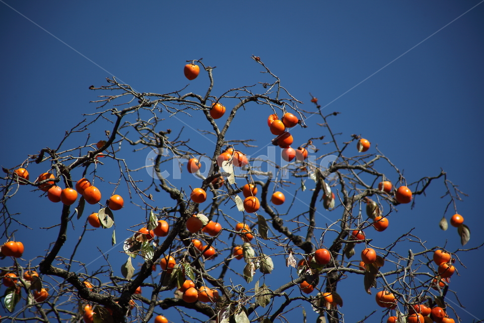 감나무,감,홍시,가을,persimmon,식물,자연,plants,nature,나무,trees,wood,과일,열매,fruit