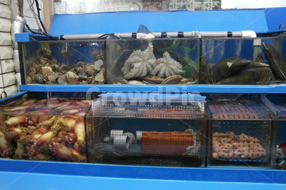수조,횟집,횟집수조,횟집어항,해산물,시장,마트,마켓,market,mart,market place,수산물,해산물,fishery products,seafood