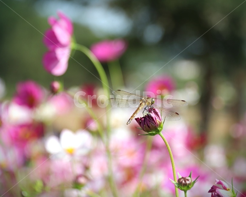잠자리,가을,코스모스,자연,곤충,가을,계절,fall,autumn,season,동물,animal,곤충,벌레,insect,bug,honey bee,꿀벌,invertebrate,무척추 동물,bee,벌,plant,식물
