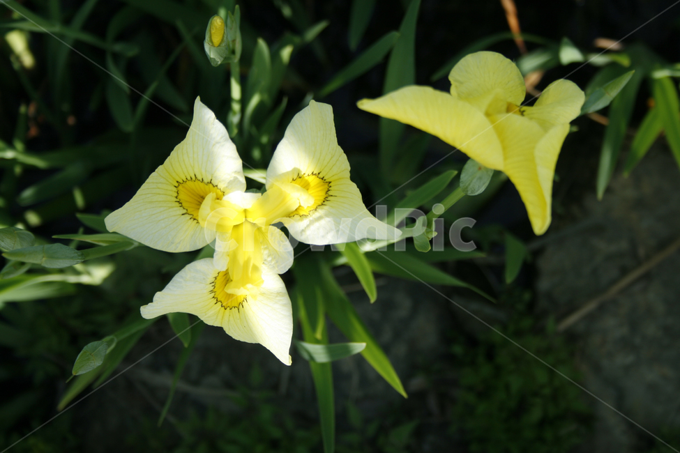 꽃창포,식물,flower,plants,nature,꽃,꽃봉오리,식물,자연,plants,nature,꽃,flower