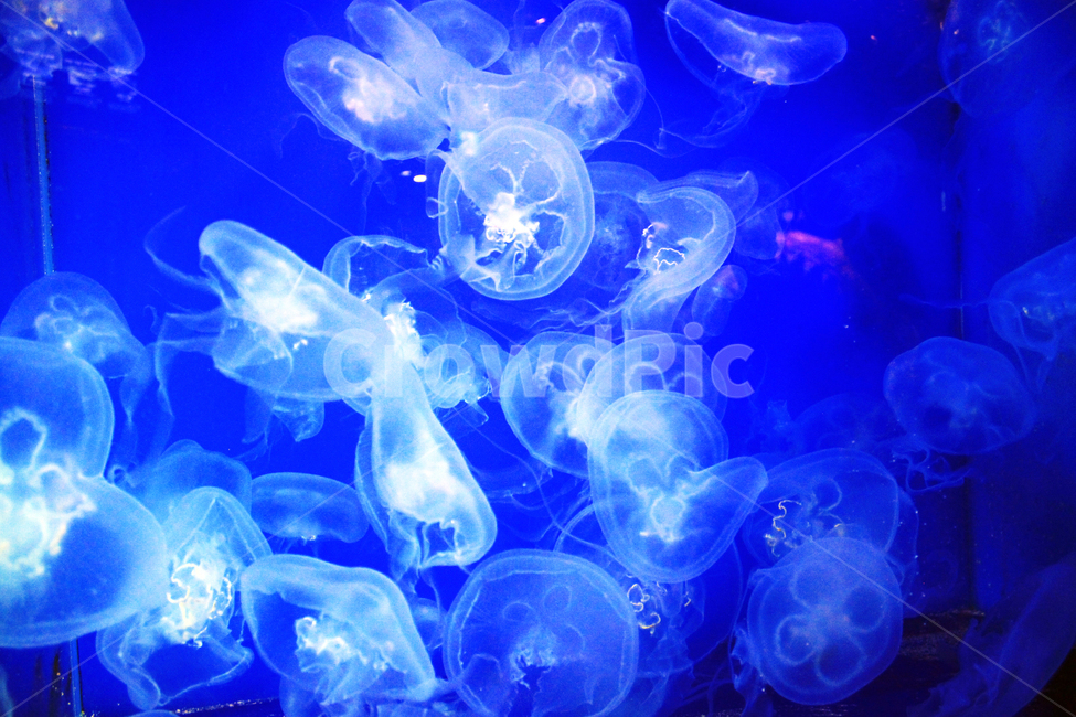 수족관,물고기,동물,해양,생물,심해,바다,sealife,해파리,invertebrate,jellyfish,무척추동물,swimming,aquarium,동물,animal