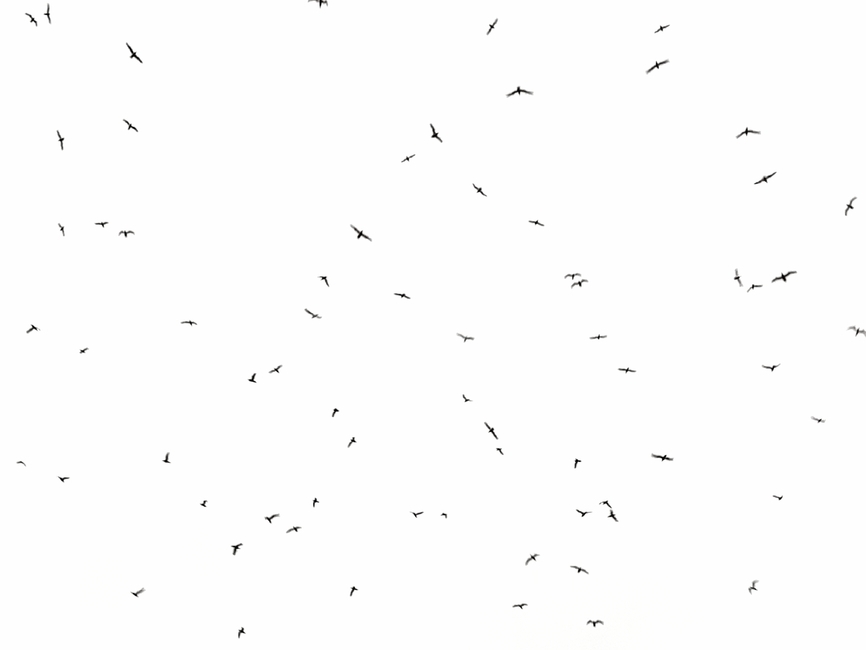 새,하늘,새떼,bird,점