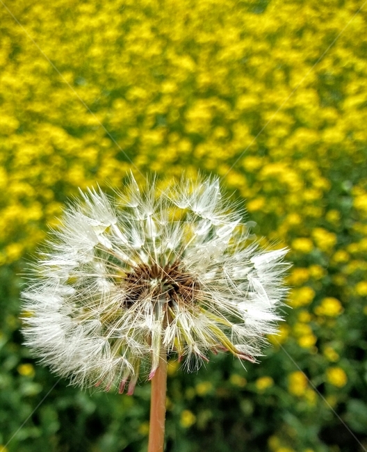 민들레,유채꽃,민들레홀씨,민들레씨,화사한,봄,꽃,식물,화사함,plant,flower,blossom