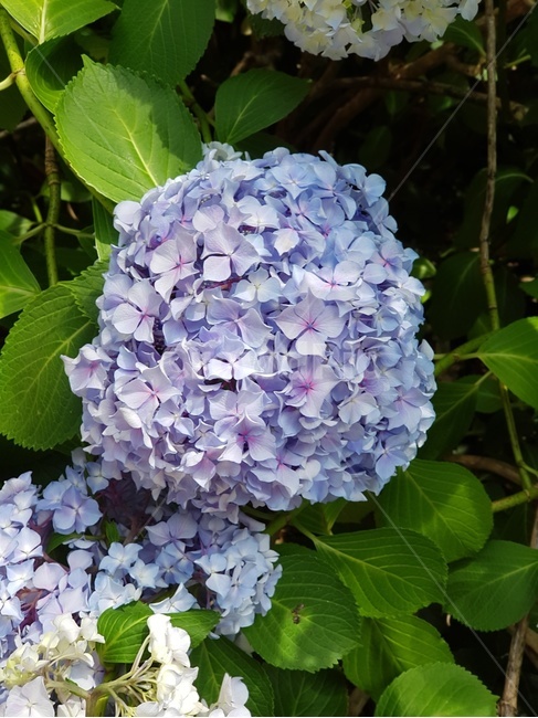 수국,꽃,수국축제,flower,여름,초여름,장마