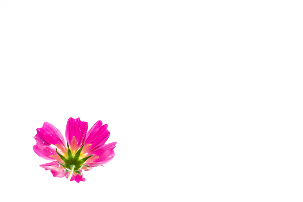 petal,꽃잎,꽃,plant,flower,코스모스,가을,계절,fall,autumn,season