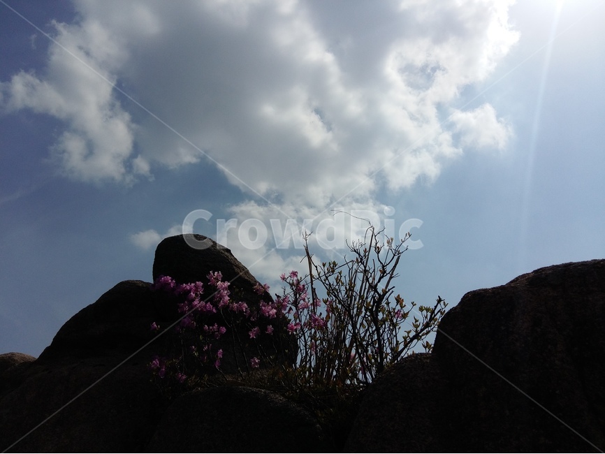 용봉산,맑음,봄,흰구름,나무,바위,산,자연,풍경,nature,landscape,한국자연풍경,한국자연경관,korea nature landscape,식물,plants,꽃,flower,실루엣,그림자,silhouette,shadow,weather,날씨,outdoors,옥외
