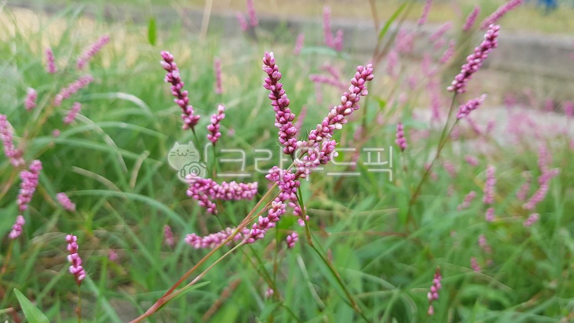 plant,식물,풀,개여뀌,여뀌