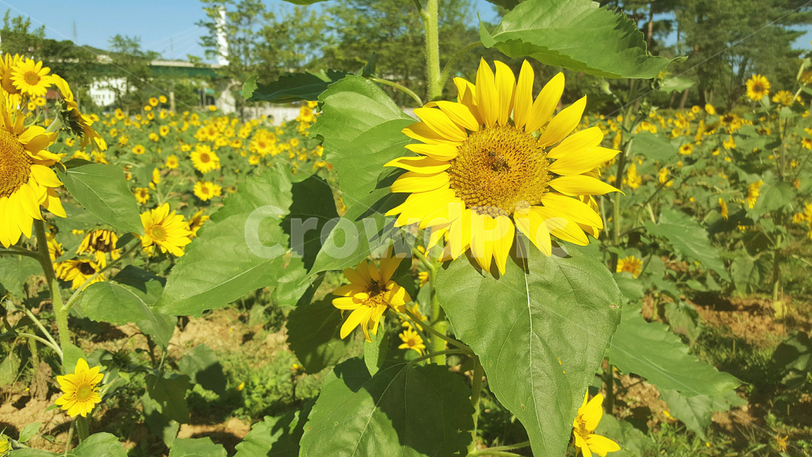 꽃,해바라기,sunflower,노랑,노란꽃,해바라기밭,꽃밭,예쁜꽃,여름,자연,식물,풍경,감성,식물,자연,plants,nature,꽃,flower