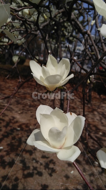 봄꽃,목련,식물,magnolia,봄,흰꽃,식물,자연,plants,nature,꽃,flower