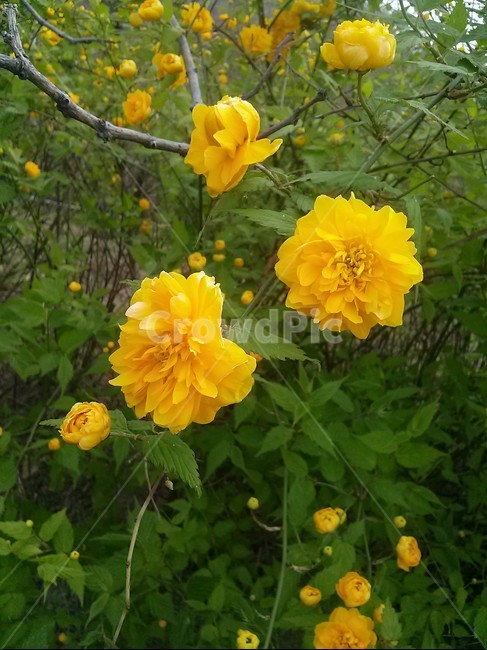 꽃,자연,나뭇잎,나뭇가지,노란색,초록색,꽃봉오리,flower,leaf,yellow,green,꽃잎