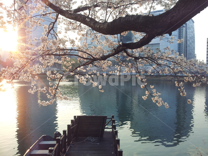 벚꽃,호수,석양,풍경,자연,잠실,석촌호수,봄