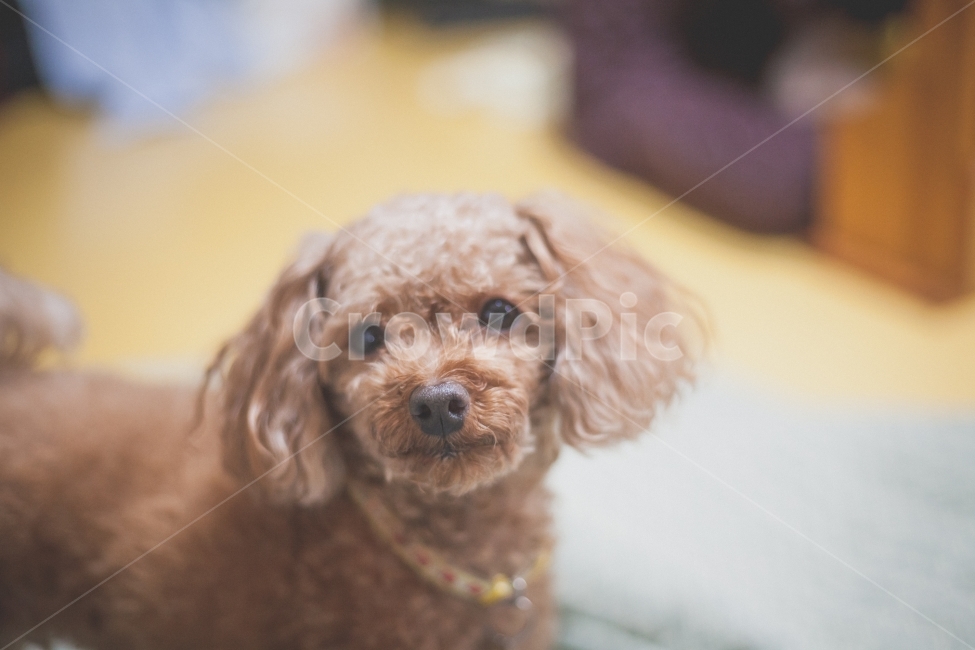 강아지,눈망울,푸들,갈색,귀여움,개,dog,동물,animal,포유류,mammal,개,강아지,dog,doggy