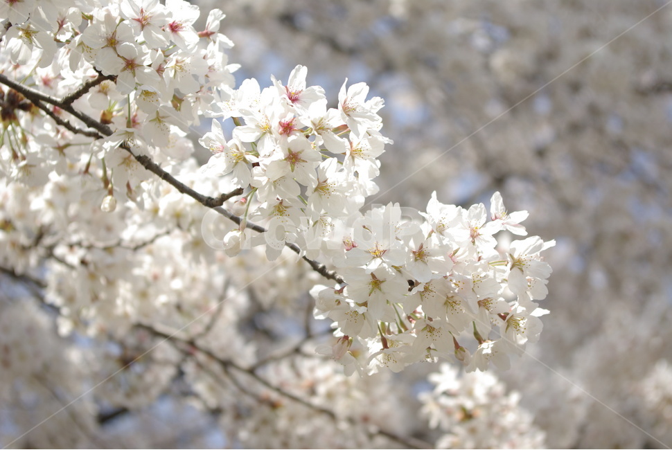 벚꽃,봄,꽃,흰벚꽃,cherryblossoms,봄,계절,spring,season,식물,자연,plants,nature,꽃,flower,plant,blossom