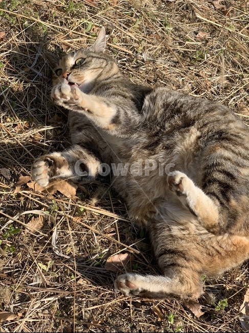 길고양이,고양이,놀람,고양이발,놀란고양이