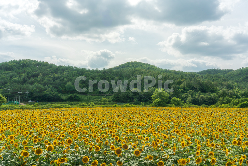 해바라기,여름,하늘,구름,자연,landscape,cloud,자연경관,korea,식물,꽃,노랑,초록,풍경,나무,산,자연,풍경,nature,landscape,식물,plants,꽃,flower,field,들