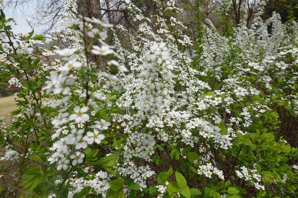 봄꽃,봄,풍경,plant,식물