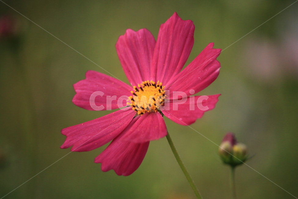 코스모스,식물,공원,꽃,정원,가을,계절,fall,autumn,season,식물,자연,plants,nature,꽃,flower,plant