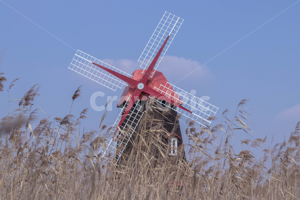 plant,식물,grass,풍차,빨간지붕,갈대,집,갈대밭,windmill,야외,인천소래습지생태공원,소래습지생태공원,인천