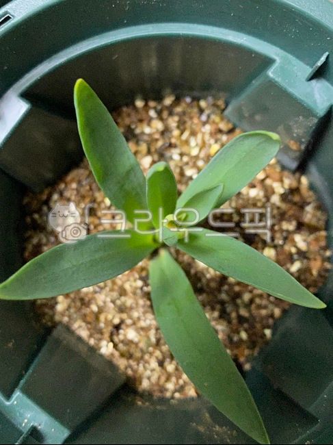 carnation sprout,green,indoor gardening,summer plants,sprout,gardening,indoor hobby,carnation,Living room gardening,indoor plants,foliage plant,Carnation cuttings,eye purifying plant,healing,Carnation soil holder,plant,Foliage