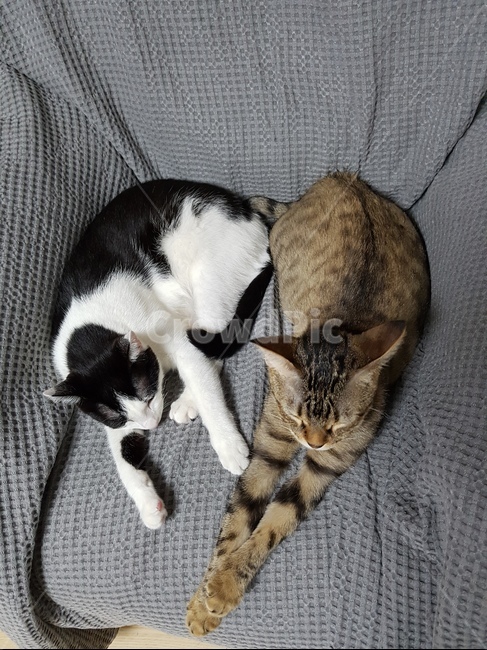 고양이,벵갈,코숏,잠,소파,동물,animal,포유류,mammal,고양이,cat,kitten,kitty