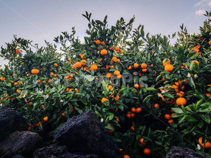 감귤,귤,제주도,제주,제주귤,과일,귤나무,비타민,과일,열매,fruit