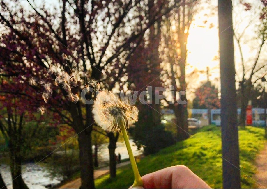 들판,분위기,flower,꽃,민들레