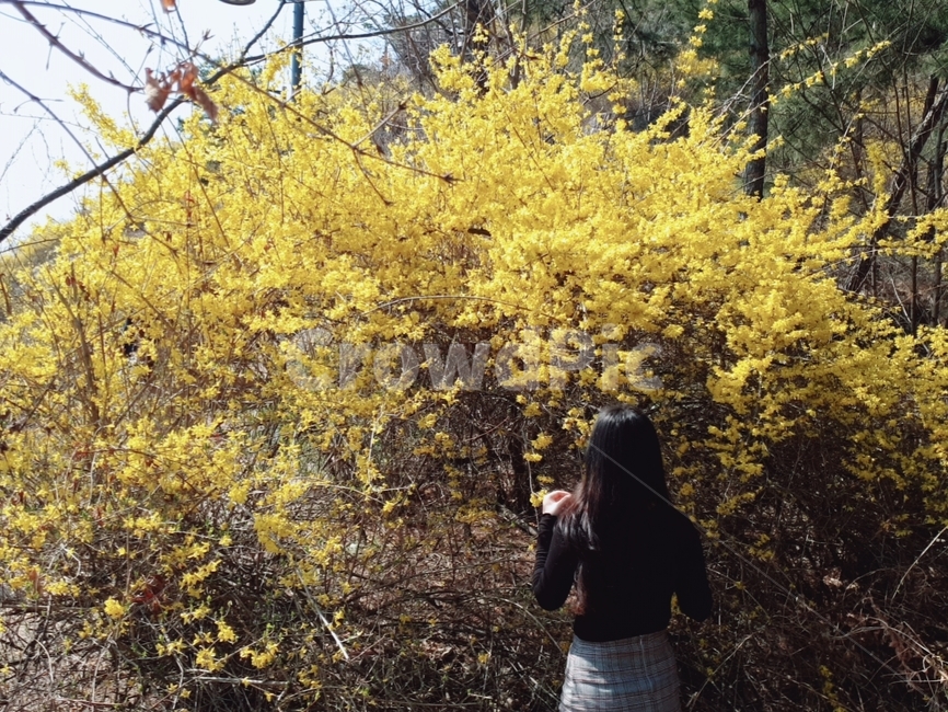 봄,개나리,여자,뒷모습,꽃,노란색,색감,화사한,봄,계절,spring,season,사람,인물,인간,human,person,여성,여자,woman,female,lady