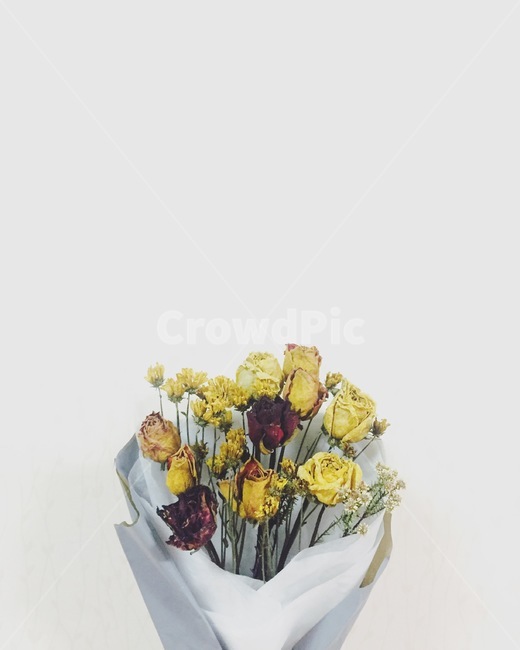 plant,flower,꽃,꽃다발,드라이플라워,식물,자연,plants,nature,꽃,flower