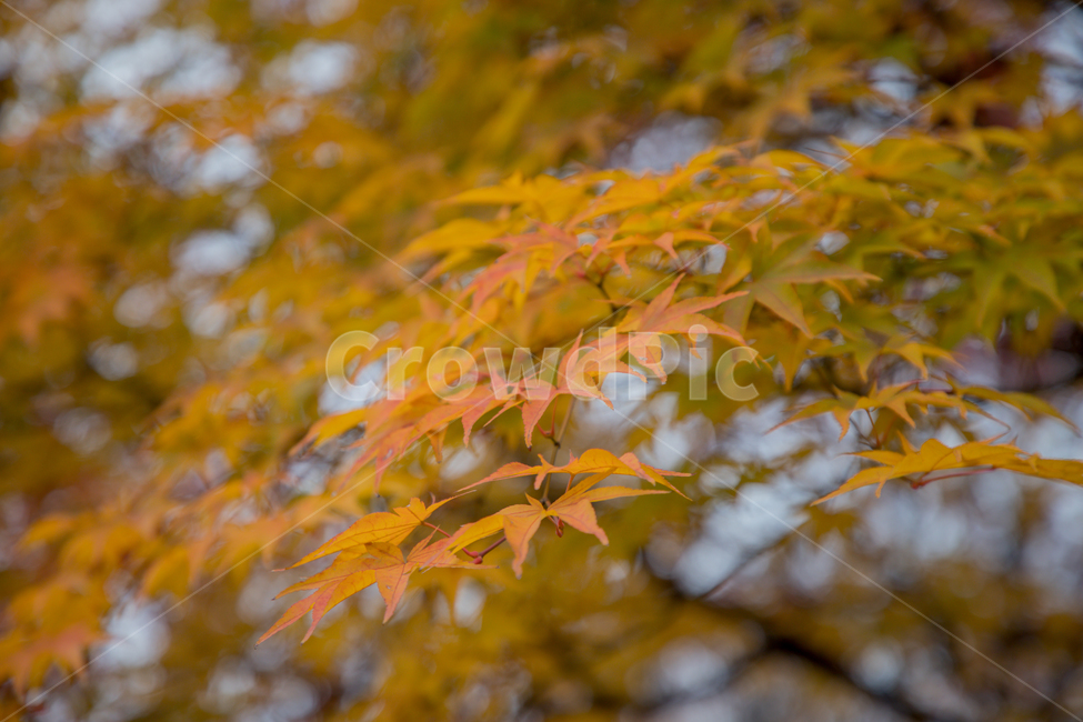 가을,나무,단풍,노랑,물든,가을,계절,fall,autumn,season,plant,식물,leaf,잎,tree