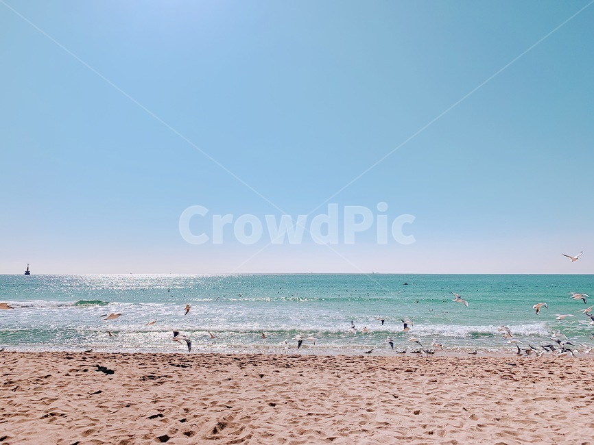 바다,갈매기,하늘,새,파도,모레,흙,자연,풍경,nature,landscape,해변,바다,beach,sea,동물,animal,조류,새,birds,ground,바닥
