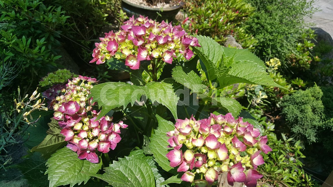 수국,자주,색,꽃,식물,자연,자주색꽃