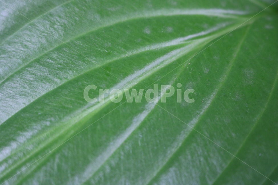 잎,잎사귀,자연,초록,leaf,nature,green,ha,happa,midori,식물,plants,shokubutsu,식물,자연,plants,nature