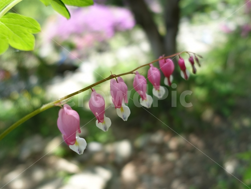 꽃,계절,자연,플라워,봄,화사,생기,햇살,식물,자연,plants,nature,꽃,flower