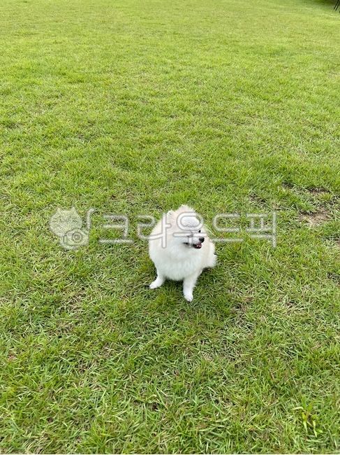 동물,dog,개,에스키모개,애완동물