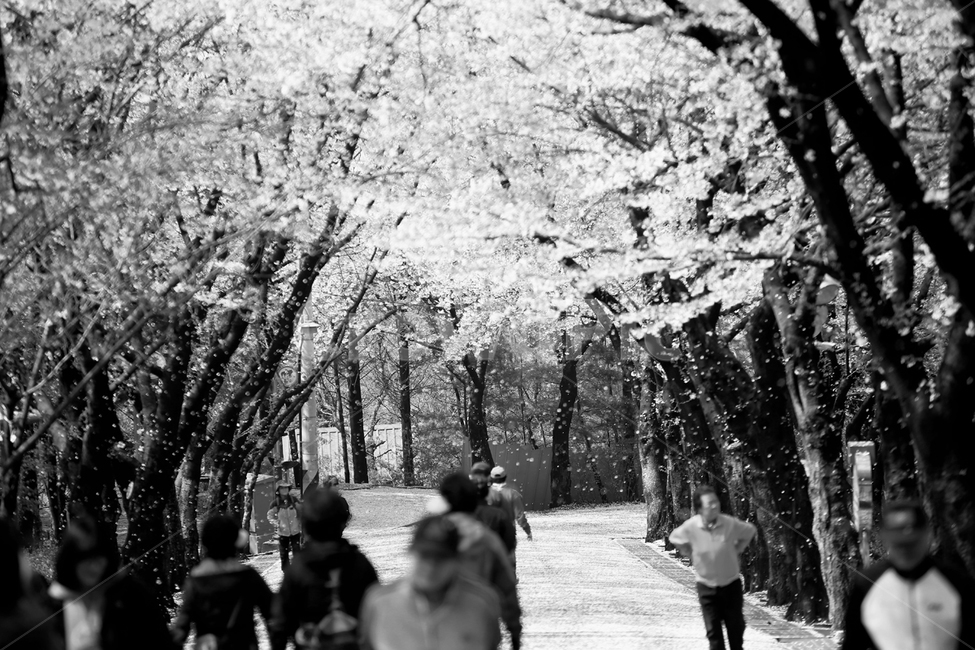 벗꽃,봄,나무,산책,꽃길,봄,계절,spring,season,흑백,모노톤,monochrome,black and white