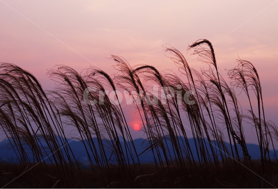 갈대,노을,하늘,태양,sunset,자연,풍경,nature,landscape,식물,plants,색깔,색상,색채,색감,color sense,color sensitivity,feeling of color,outdoors,옥외
