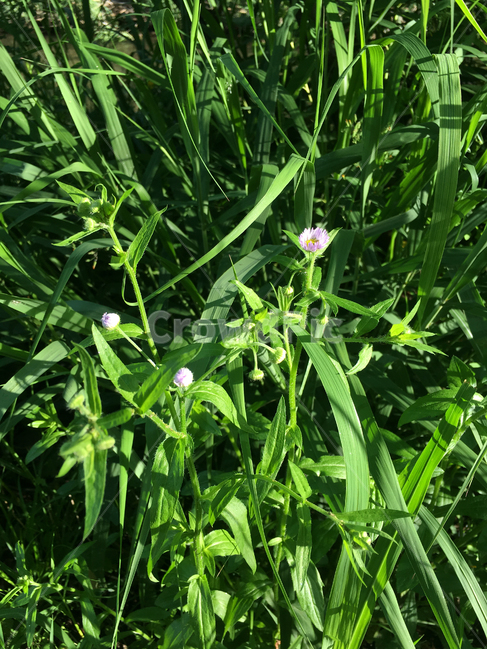 식물,plant,vegetation,초목,꽃,풀,초록,꽃봉오리,nature,자연,flower,식물,자연,plants,nature,꽃,flower