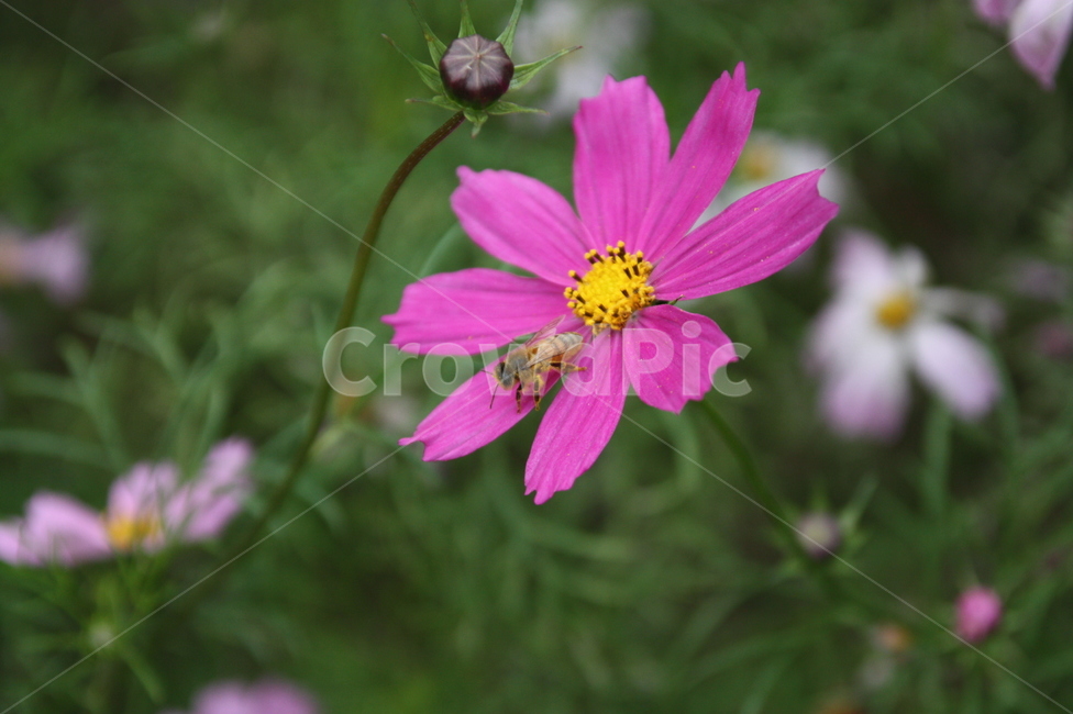 가을,코스모스,꽃봉우리,벌,honey,꽃,cosmos,flower,autumn