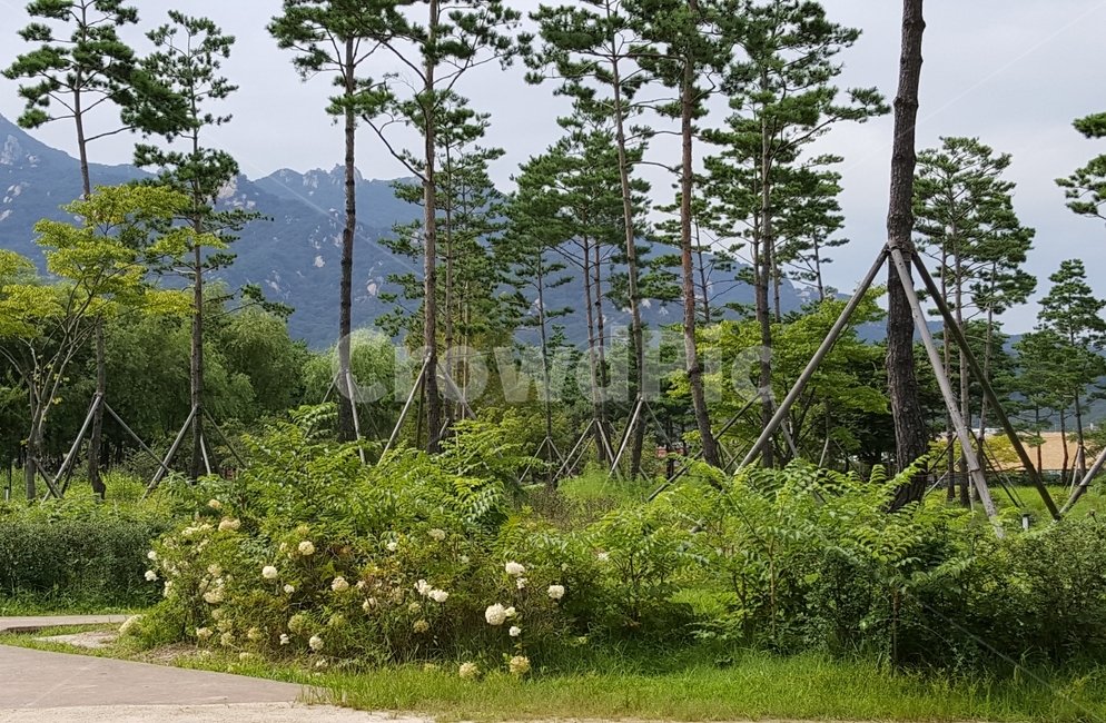 나무,공원,자연,풀,산,경치,야외,자연,풍경,nature,landscape,tree,plant,식물,fir,전나무