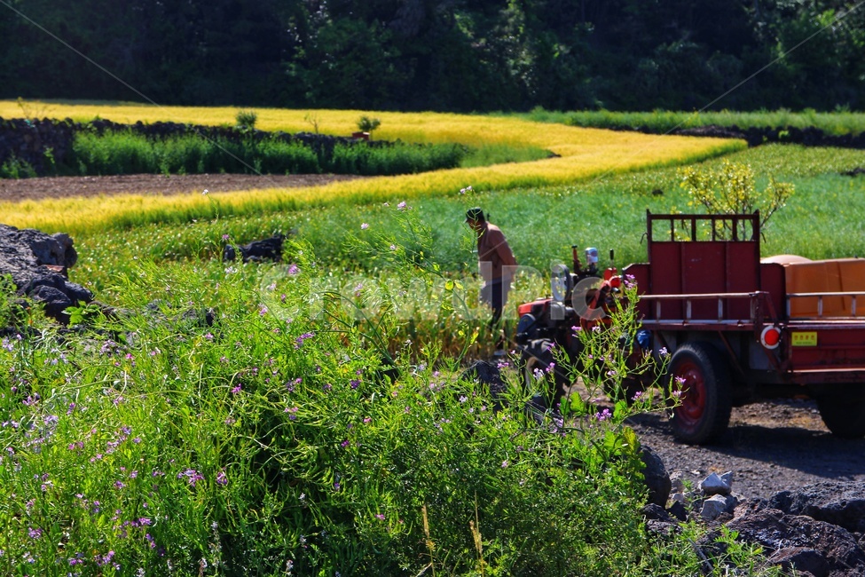 사람,vehicle,차량,nature,자연,human,field,들