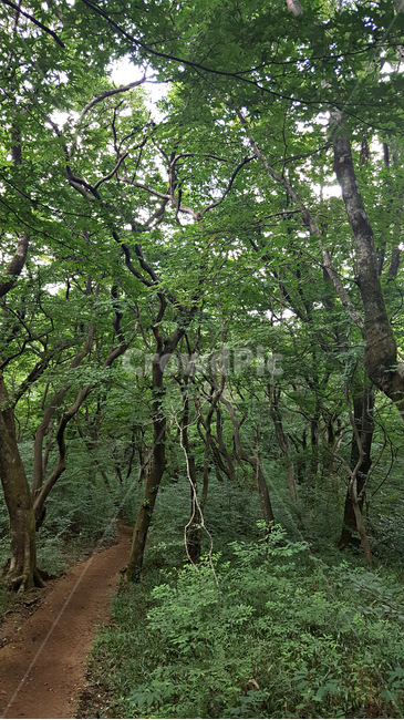 숲,나무,나뭇잎,식물,plant,tree,vegetation,초목,treetrunk,나무줄기,outdoors,옥외,woodland,삼림지,land,nature,자연,forest