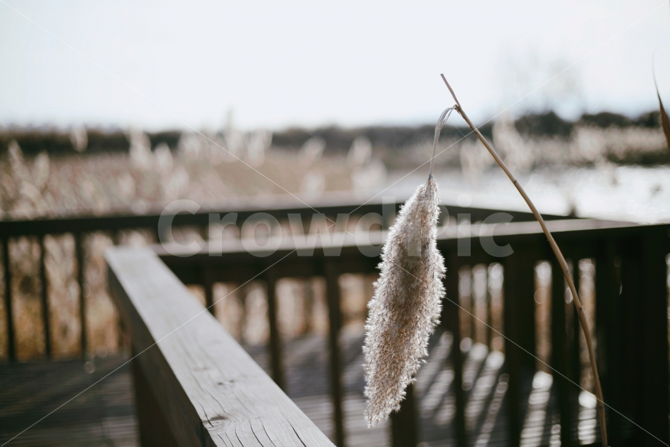 갈대,가을,무색,흰색,바람,노을,해질녘,가을,계절,fall,autumn,season,식물,자연,plants,nature,감성,sensible,feeling,plant,grass,잔디,lawn,reed