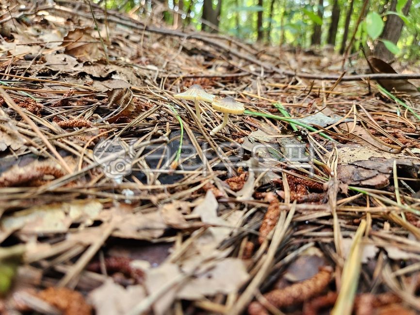 밀꽃애기버섯,꽃애기버섯속,버섯,예쁜버섯,여름버섯