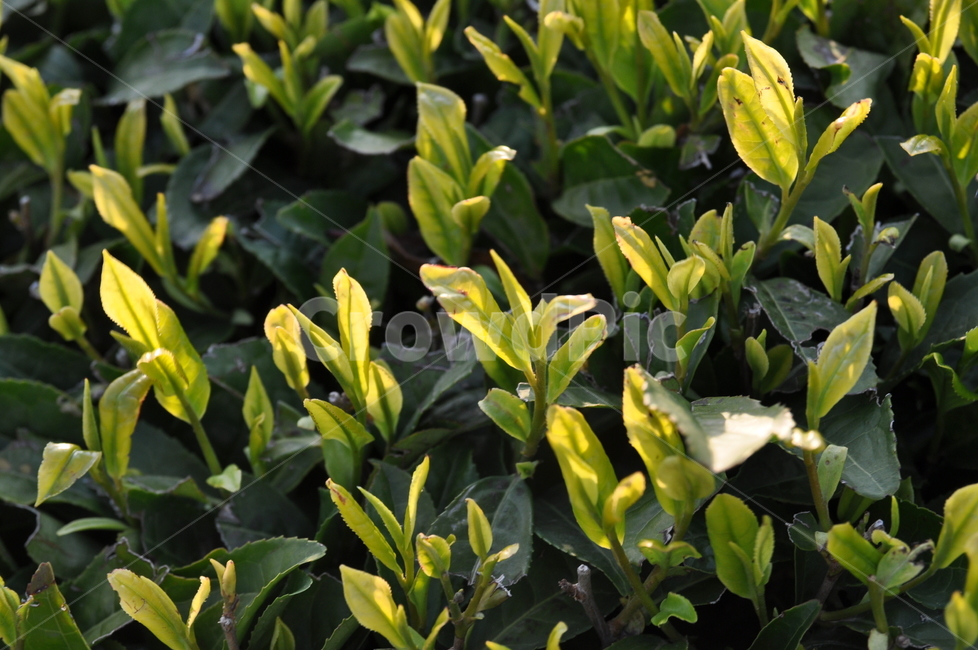 plant,식물,녹색,green,녹차,greentea,식물,자연,plants,nature