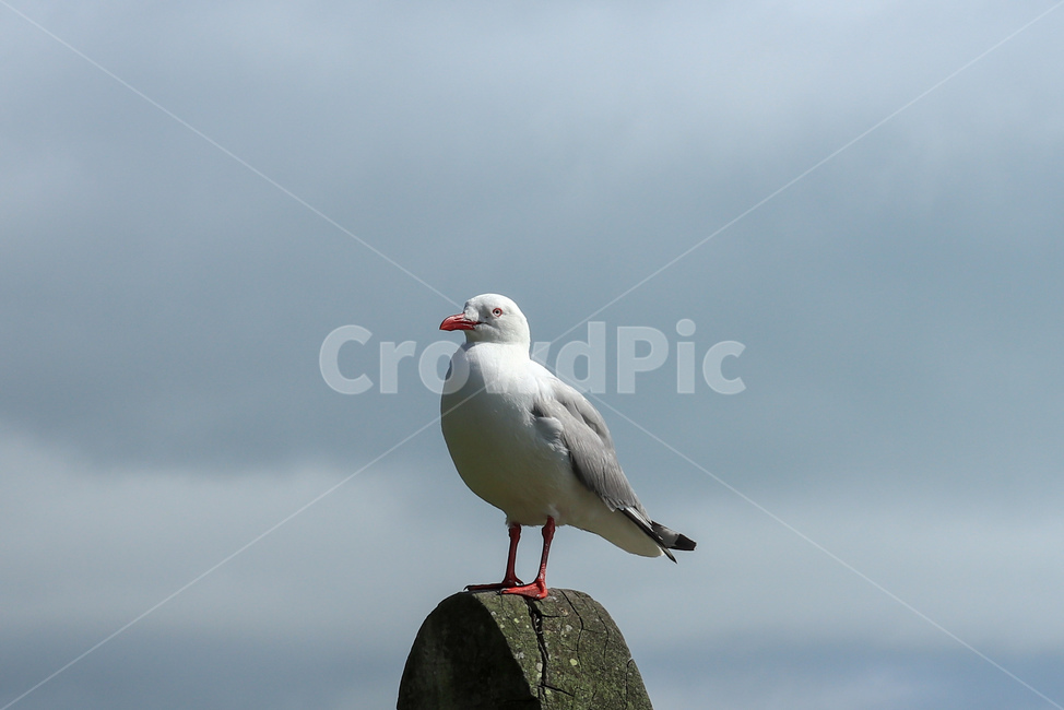 갈매기,seagull,새,bird,gull,조류,동물,animal,야생동물,wildlife,동물,animal,조류,새,birds