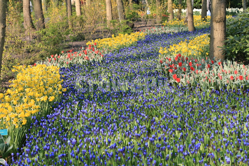 꽃,flower,garden,정원,튤립,tulip,튤립축제,식물,꽃밭,식물,자연,plants,nature,꽃,flower