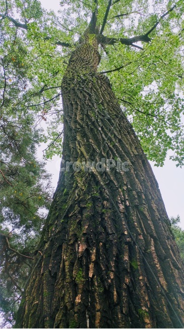 tree,나무,나무줄기,plant,식물