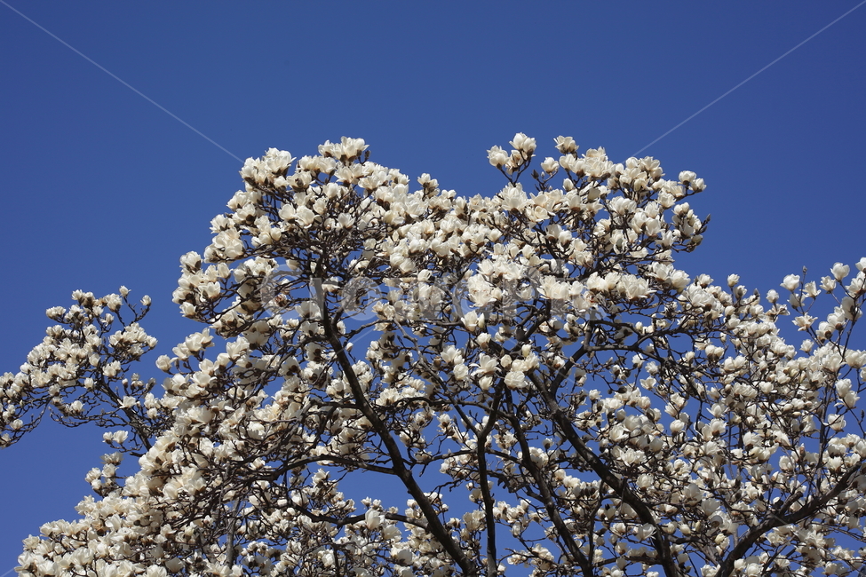 꽃,봄,목련,식물,kobusmagnolia
